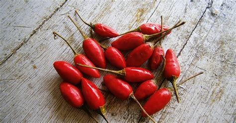 Fotografía detallada de ají pipí de mono fresco, resaltando su color rojo intenso y su tamaño pequeño y cónico