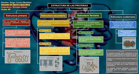 Esquema de la estructura de las proteínas y sus unidades de aminoácidos