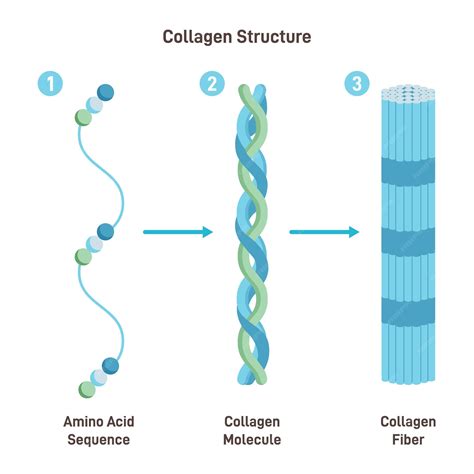 Gráfico que muestra la estructura molecular del colágeno y la intervención del silicio y la vitamina C en su formación.