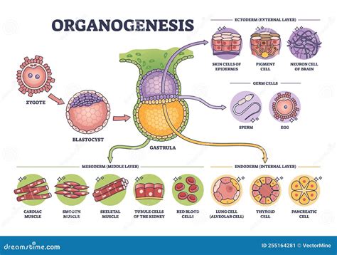 Esquema técnico que ilustra el proceso de desarrollo del gluten mediante diferentes mecanismos de amasado (brazos, espiral, planetaria).