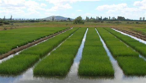 Campo de arroz en Ñuble, Chile, con montañas de fondo