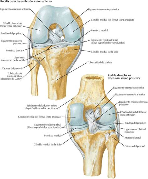 Esquema de la anatomía de la rodilla y los puntos clave donde actúan los nutrientes (cartílago, tendones, líquido sinovial)