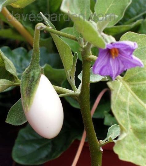 Fotografía de la planta Solanum ovigerum con sus frutos, mostrando su apariencia característica