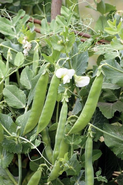 Arvejas recién cosechadas en Kenia.