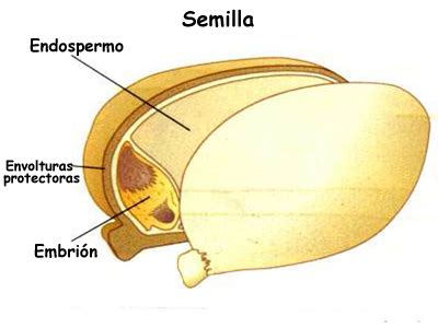 Esquema anatómico de una semilla resaltando sus partes: embrión, endospermo y cubierta protectora.