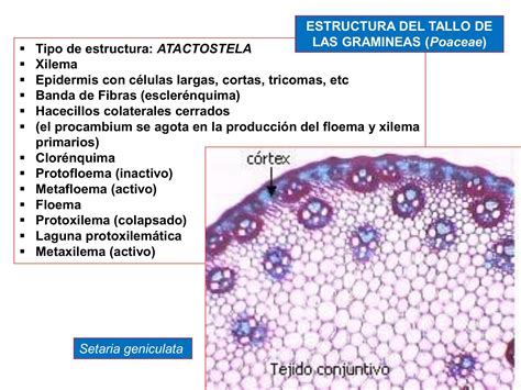 Esquema visual mostrando el punto de corte ideal del tallo del espárrago.