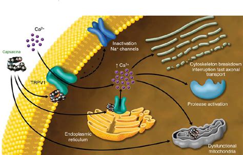 Diagrama de la interacción de la capsaicina con un receptor TRPV1 en una célula nerviosa