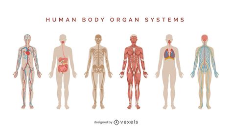 Representación de los beneficios del ají en diferentes sistemas del cuerpo humano