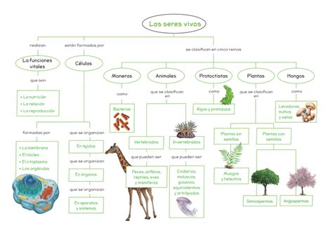 Esquema de los beneficios de las plantas para los seres vivos y el medio ambiente