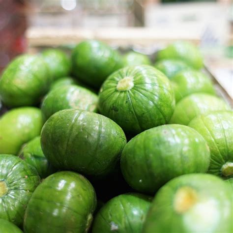 Planta de zapallito verde con sus frutos inmaduros en un huerto.
