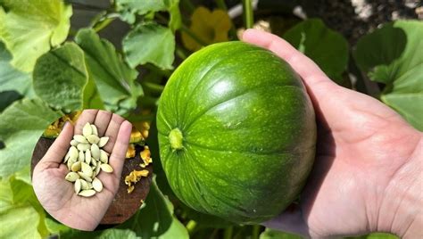Semillas de zapallito tostadas y listas para consumir en un tazón.