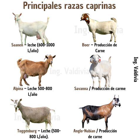 Esquema informativo sobre la clasificación de los caprinos según su edad: cabrito lechal, chivo y caprino mayor.