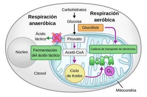 Diagrama de flujo comparativo entre la respiración aeróbica y la fermentación alcohólica en células de S. cerevisiae.