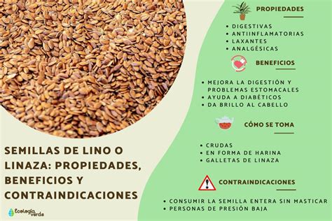 Infografía que muestra la anatomía de la semilla de linaza y sus principales componentes nutricionales (omega-3, fibra, lignanos).