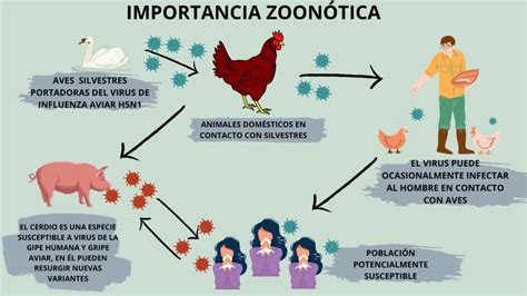 Esquema comparativo de la transmisión de enfermedades entre palomas y otros animales domésticos.