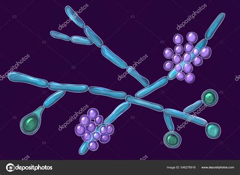 Microfotografía de Candida albicans mostrando levaduras y pseudohifas