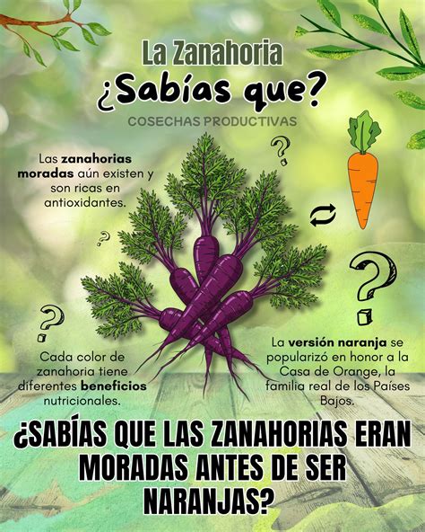 infografía comparativa de zanahorias naranjas y moradas, destacando sus antioxidantes
