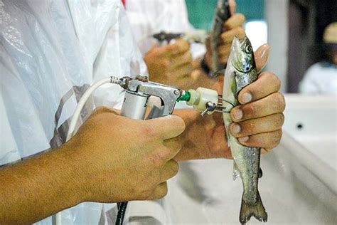 Foto de cerca de una pistola de vacunación de salmones en uso