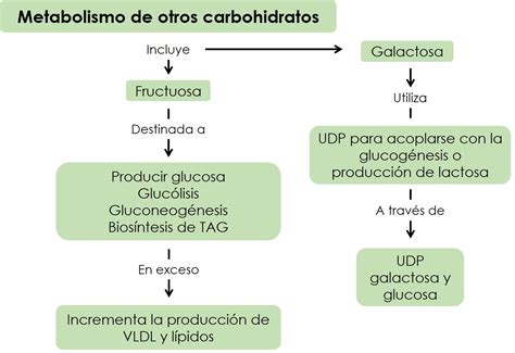 Esquema: Metabolismo de los carbohidratos complejos y la liberación gradual de energía en el cuerpo.