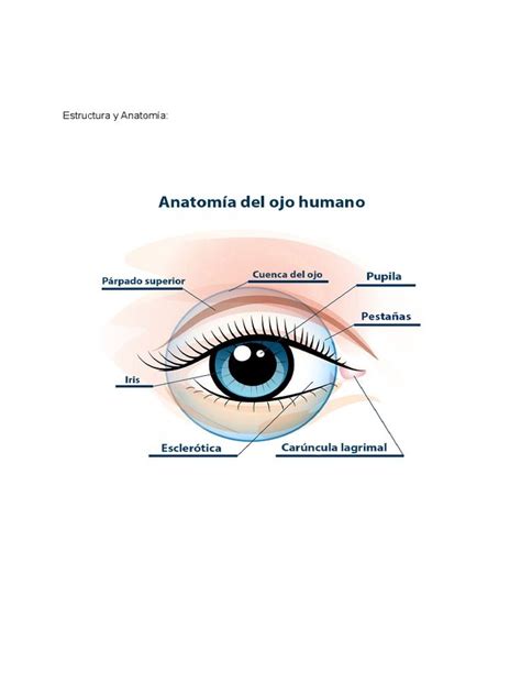 Esquema de la anatomía del ojo y las pestañas, destacando la sensibilidad de la zona