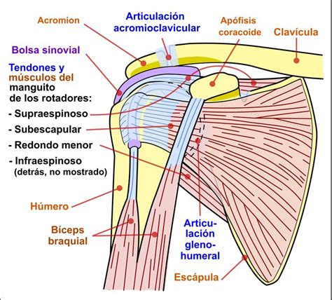 Esquema anatómico del hombro mostrando el manguito rotador, la bursa y la cápsula articular.