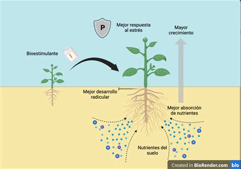 Esquema de las funciones de un bioestimulante en una planta