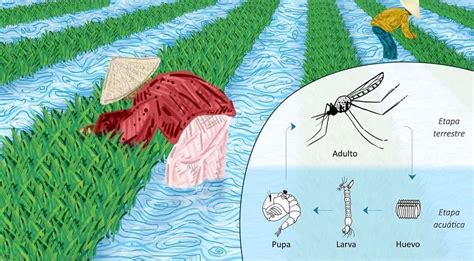 Ilustración del cultivo de arroz en un lodazal de siembra, mostrando la relación con el ciclo de vida del mosquito Anopheles.