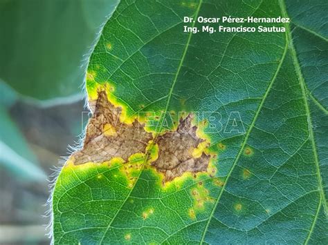 Comparativa visual de hojas de arroz sanas y hojas afectadas por tizón bacteriano.