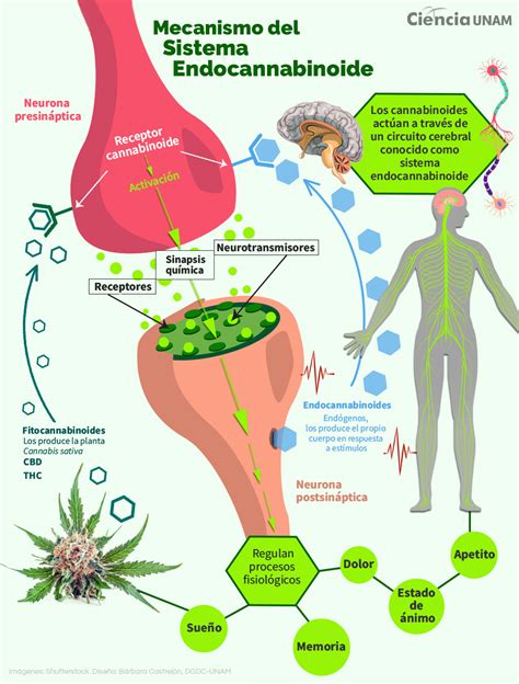 Infografía: Diferencias entre la ingesta de cannabis y la inhalación (efectos, tiempos de reacción y metabolismo)