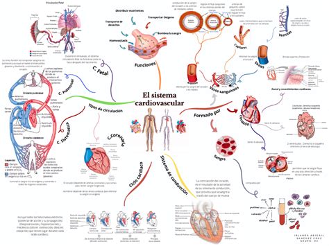 Esquema comparativo de impacto en el sistema cardiovascular entre dietas omnívoras y vegetarianas