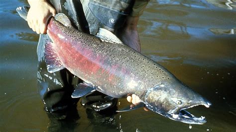 Un pescador luchando con un gran salmón Chinook plateado en un río.