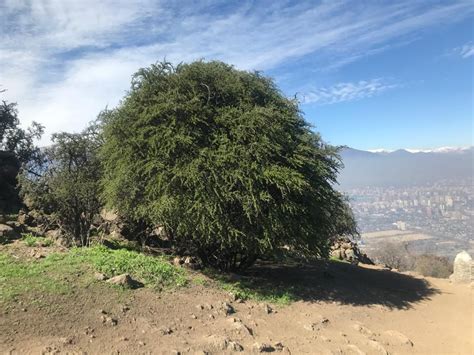 Fotografía del árbol Porlieria chilensis (guayacán) en su hábitat natural
