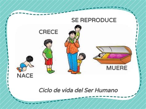 Esquema sobre la biología y ciclo de vida de la merluza común