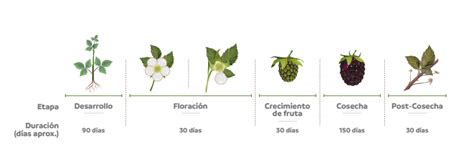 Esquema botánico del desarrollo de las cañas (primocañas y floricañas) y su ciclo de vida