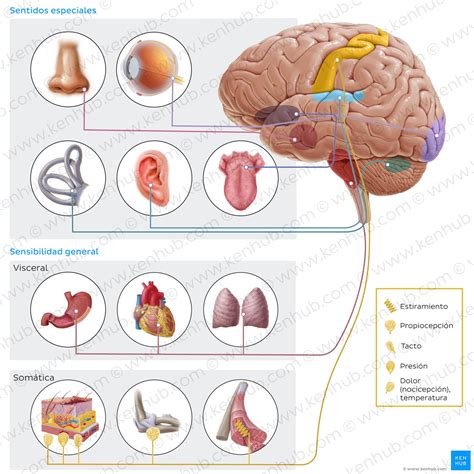 Esquema de las regiones cerebrales activadas por estímulos olfativos de atracción