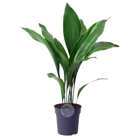 Ejemplos de arte sasagiri con hojas de aspidistra o bambú en forma de pino, mariposa o gamba