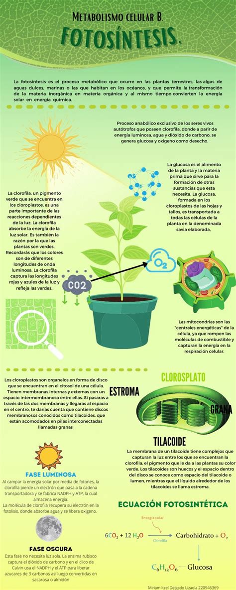 Infografía detallando el proceso de fotosíntesis en las papas y cómo la exposición a la luz solar causa el enverdecimiento.