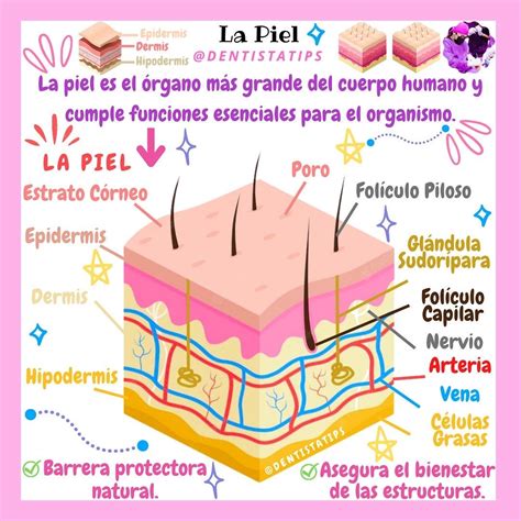 Infografía detallando las capas de la piel y la formación de estrías en la dermis.