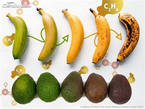Infografía que muestra el proceso de maduración de una fruta, desde su estado verde hasta la putrefacción, destacando la liberación de etileno.