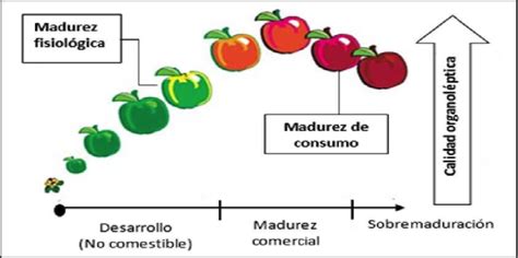 Diagrama que ilustra las etapas de la maduración de una fruta, incluyendo la respiración celular y la liberación de CO2.