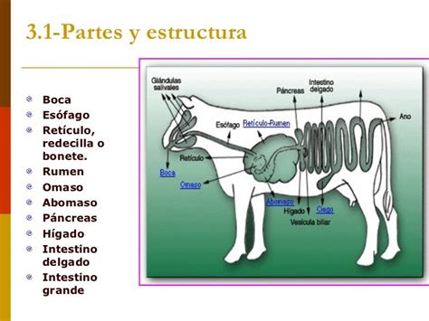 Diagrama del sistema digestivo de un rumiante, explicando el proceso de rumia.