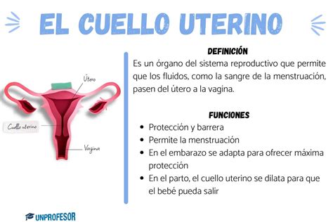 Ilustración anatómica del cuello uterino y el útero con énfasis en el cérvix.