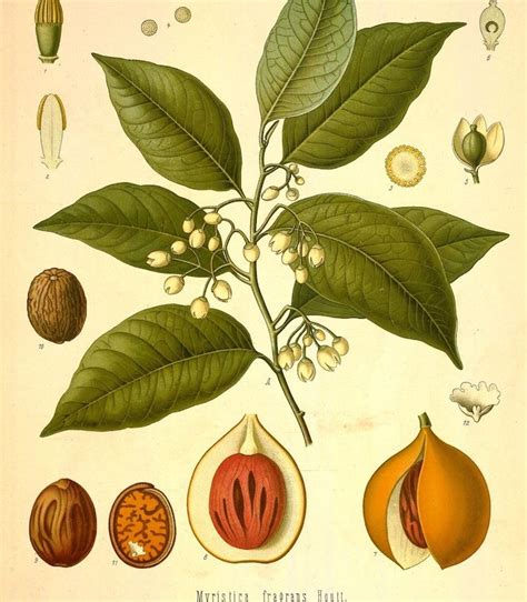 Ilustración del fruto de Myristica fragans mostrando la nuez moscada y el macis