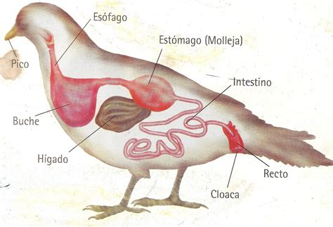 Diagrama del sistema digestivo de un ave.