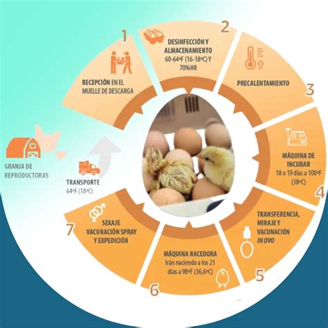 Esquema del proceso de incubación de ovas de salmón