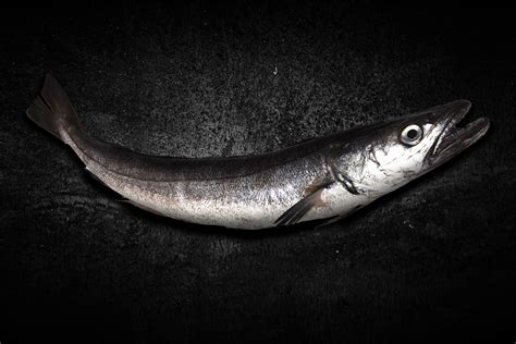 Merluza Austral en su hábitat natural