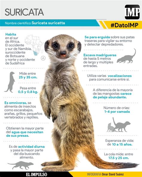 Esquema visual mostrando las partes del cuerpo del suricato: el antifaz negro, la cola larga y las garras excavadoras