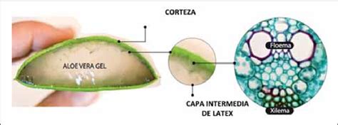 Esquema detallado de la hoja de Aloe vera mostrando sus capas: corteza externa, látex amarillo (aloína) y gel interior transparente