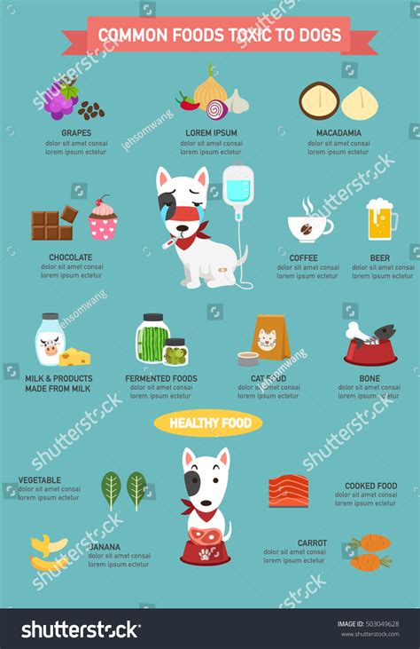 Infografía con alimentos tóxicos para perros y sus efectos.