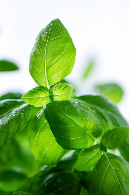 Primer plano de hojas de albahaca fresca sobre tomates